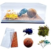 Real Dung Beetle Living Scene, Insect Living Scene Box, Real Transparent Display Box of Dried Moss Insects,Suitable for Science Education, Decoration, and Collection