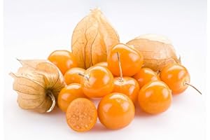ZELLAJAKE FARM AND GARDEN Heirloom Ground Cherry Seeds - Physalis peruviana - 20 Seeds, 05 Gram - B270