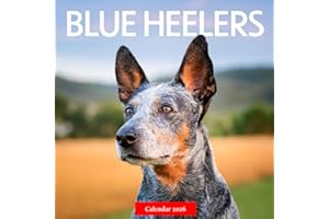 Blue Heelers 2026 Calendar: Hardworking Blue Heelers in Stunning Photography – A Year of Loyalty, Strength, and Country Life