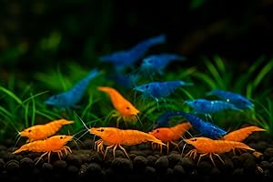 GENERIC 20+ Blue & Orange Live Freshwater Shrimp High Grade Live Shrimps - Freshwater Shrimp Aquarium Inverts, Hardy Nano Tank Healthy Shrimps Pets - with Live Arrival Guarantee