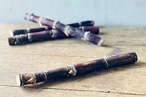 Fresh Purple Sugarcane Stalk, 10 Inch Length, Multiple Growth Nodes, Natural Raw Cane for Growing or Eating by Greenhouse PCA