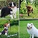 COLEMETER Dog Chew Toys Puppy Ropes Dog Balls Durable & Safety Cleaning Toys for Small to Medium Dogs (Gift Set of 4)