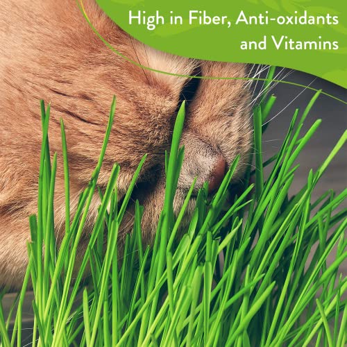 Cat Grass Seeds (6oz) Barley & Oat Seeds Mix Keep Pets Healthy with