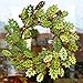 VGIA 18 Inch Christmas Wreath Greenwood Winter Wreath with Berries and Pine Cones Christmas Decorations