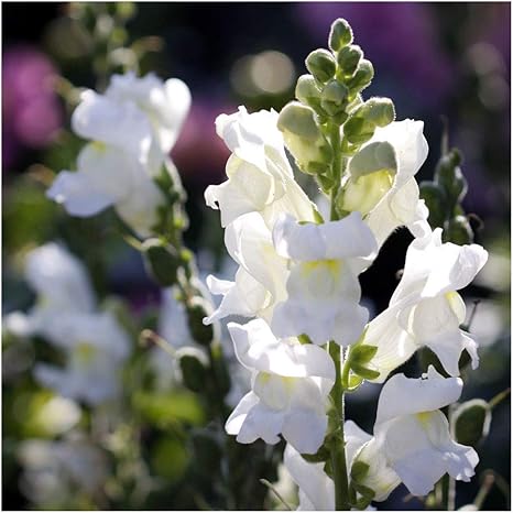 Antirrhinum Majus Admiral White Seeds White Snapdragons Amazon Co Uk Garden Outdoors