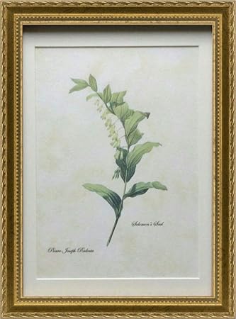 Amazon ピーリモ Pealimo インテリア 絵画 モダン おしゃれ 植物画 ボタニカルアート ピエール ジョゼフ ルドゥーテ Mサイズ 4 980 34cm 25cm Solomon S Seal 花 額装品 複製版 Pierre Joseph Redoute 額縁 エクステリア