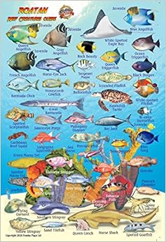 Roatan Bay Islands Honduras Reef Creatures Guide Franko Maps Laminated Fish Card 4