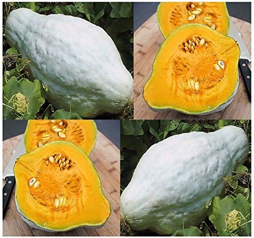 10 Semillas - Semillas de calabaza Hubbard AZUL - Calabaza de ...