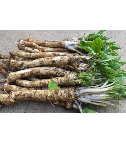 thumbnail image 2 of Fresh Organic Horseradish Root – 12 Oz, Harvested After Ordering, Grown In USA 2 of 6