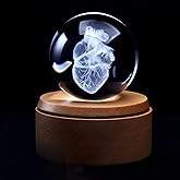 XINDAM 3D Human Brain Anatomical Model Paperweight(Laser Etched - View #5