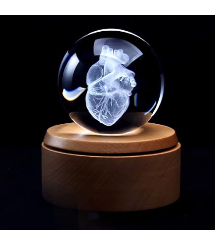 Amazon.com: XINDAM 3D Human Heart Anatomical Model Statue