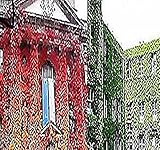 BIG PACK - 1/2 oz (450+ Seeds) Woodbine Grape Boston Japanese Creeper Ivy Parthenocissus tricuspidata Seeds - By MySeeds.Co