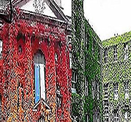 BIG PACK - 1/2 oz (450+ Seeds) Woodbine Grape Boston Japanese Creeper Ivy Parthenocissus tricuspidata Seeds - By MySeeds.Co BIG PACK - 1/2 oz (450+ Seeds) Woodbine Grape Boston Japanese Creeper Ivy Parthenocissus tricuspidata Seeds - By MySeeds.Co