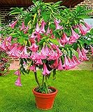 Dwarf Brugmansia Plant 30 Seeds Angel's Trumpets