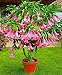 Dwarf Brugmansia Plant 30 Seeds Angel's Trumpets