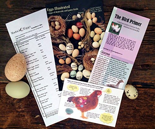 BACK TO SCHOOL! Teacher Lesson Plans, Education Module Birds, Eggs, Science, Natural History, Natural Science; Illustrated Guides and Brochure, Home Schooling