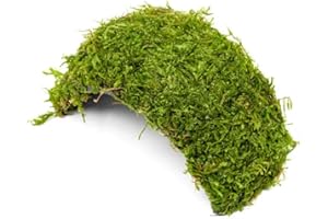 SubstrateSource Live Planted Decor - Christmas Moss (Vesicularia montagnei) on Coconut Shell Bridge - Low Light, Green Freshwater Aquatic Plant, Foreground Aquarium Placement for Aquascaping - 1 Pack