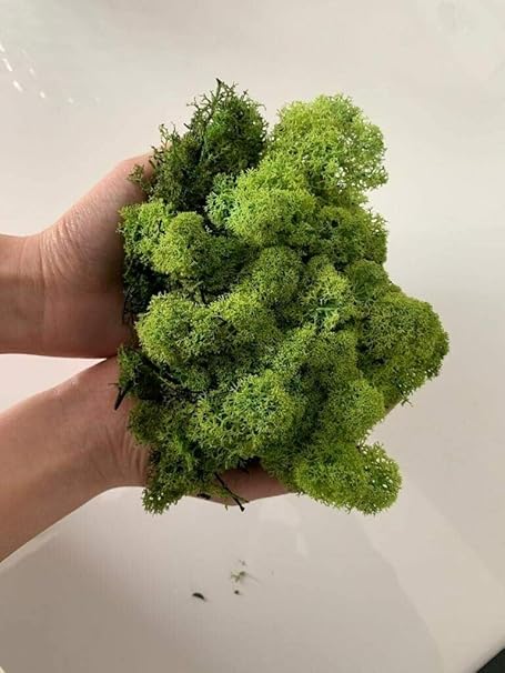 Quadro Realizzato Con Muschio Stabilizzato