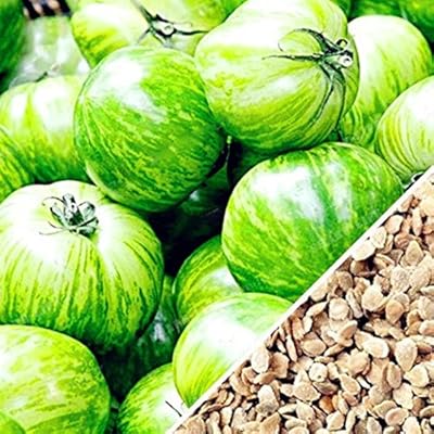 FastDirect Semillas de Tomate Verde 100 PCS Semillas de Verduras ...