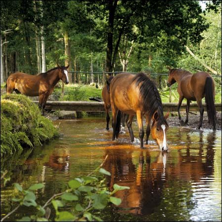 National Trust Birthday/Blank Card Greeting Card (WDM0856) Dockens Water - New Forest