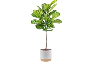 Costa Farms Fiddle Leaf Fig Tree, Ficus Lyrata Live Indoor Plant Potted in Indoor Garden Plant Pot, Potting Soil, Floor Houseplant Gift for Housewarming, Tropical Home or Room Decor, 3-4 Feet Tall
