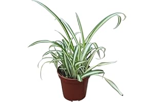 GENERIC Live Spider Plant, Indoor Houseplant in 4-Inch Pot