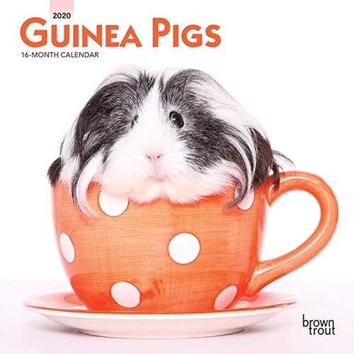 Download Guinea Pigs 2020 Calendar PDF