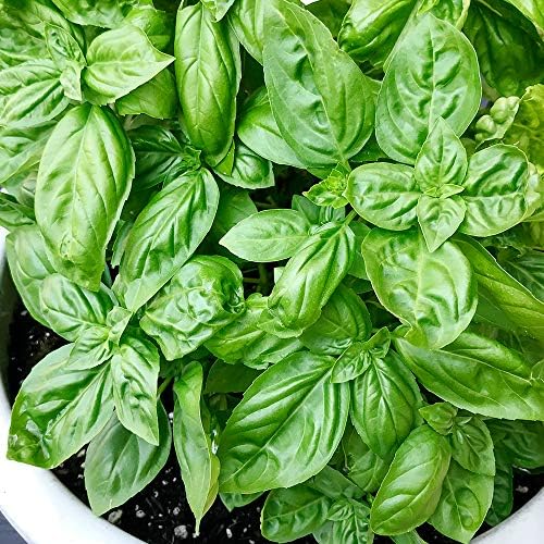 スイートバジル9cmﾎﾟｯﾄ苗 3個セット沢山あるバジル品種の中でも香りが良く日本でも定着したハーブです イタリア料理に多く使われる品種は バジル バジリコ あるいは スイートバジル Sweet Basil の名で知られています Sjgckurnool Edu In
