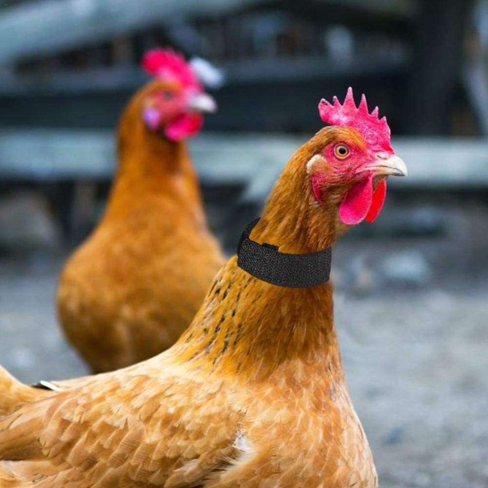 weemoment 2PCS Chicken Collar Anti Crow Rooster Collar No Crow Noise Neck Belt for Roosters Anti-Hook Noise Free Neckband Collars Supplies Prevent Chickens from Screaming, Disturbing Neighbors