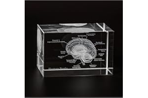 Ultrassist 3D Human Brain Crystal Model, Laser Etched Anatomical Model for Home and Office Decoration, Neurology Gifts
