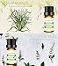 TASEYAR Essential Oil Set of 6, Therapeutic Grade Aromatherapy Secented Essential Oil Gift Set (Lavender, Tea Tree, Eucalyptus, Peppermint, Lemongrass and Sweet Orange), 10ml/Bottle