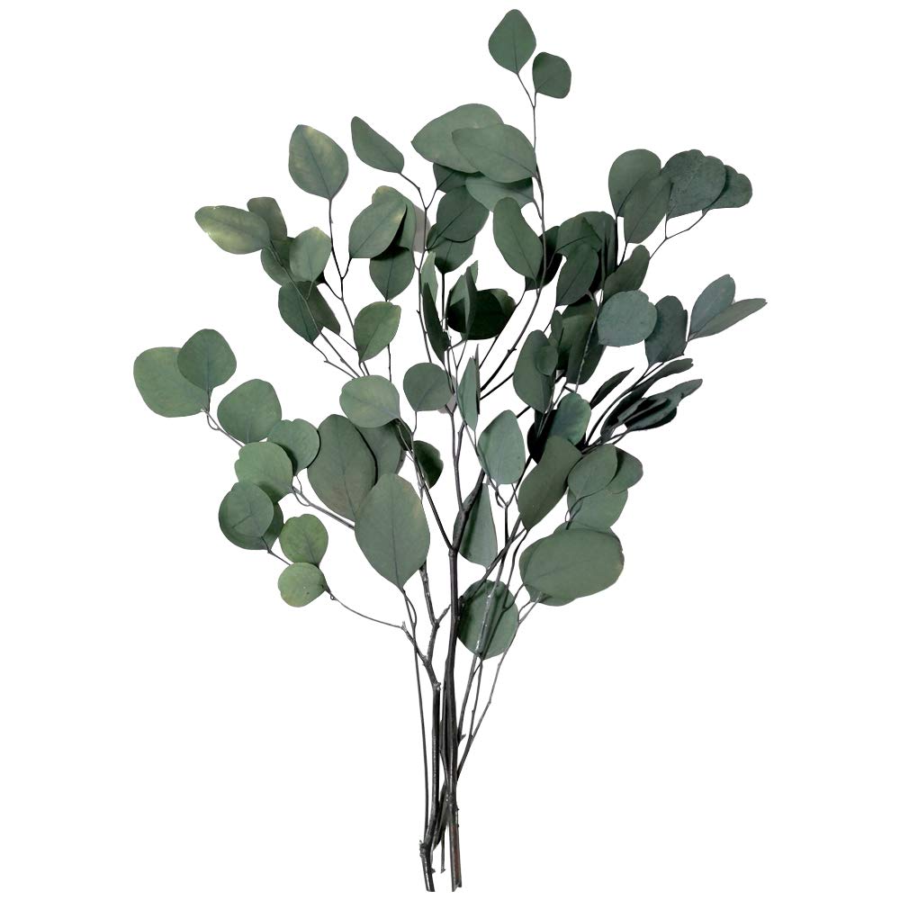 Home Preserved Eucalyptus Leaves Eucalyptus Branches For Garland