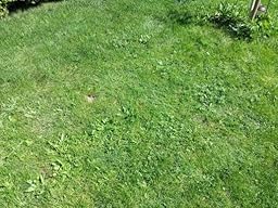 COMPO Rasenunkraut-Vernichter Banvel® M, Rasenherbizid auch gegen