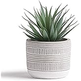Kurrajong Farmhouse Artificial Plant | 8" Fake Plant for Desk Decor | Artificial Succulent in Pot | Fake Succulent | Faux Plant Indoor | Artificial Greenery for Shelf Decor