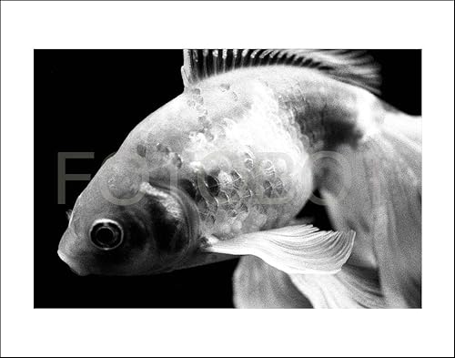 black and white goldfish