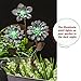CEDAR HOME Galvanized Floral Garden Stake Outdoor Glow in Dark Plant Pick Water Proof Metal Stick Art Ornament Decor for Lawn Yard Patio, 4