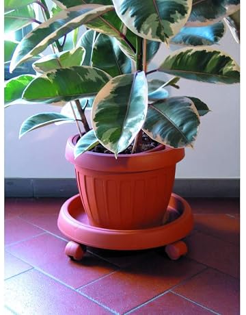 Platillos para plantas | Amazon.es