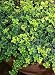 Gold Lemon Thyme Plant - Lemon Scent & Bright Golden-Edged Leaves - 3" Pot