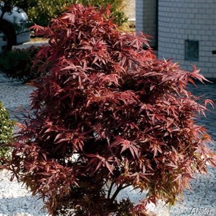 Roter Zwergahorn 'Shaina'