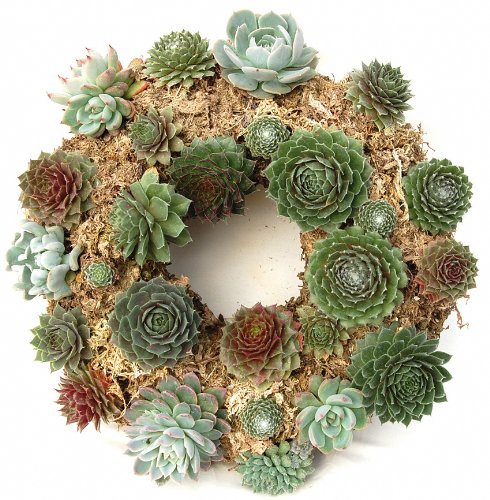 Flowers Delivery Abu Dhabi - Flora20- Flower Shop Abu Dhabi