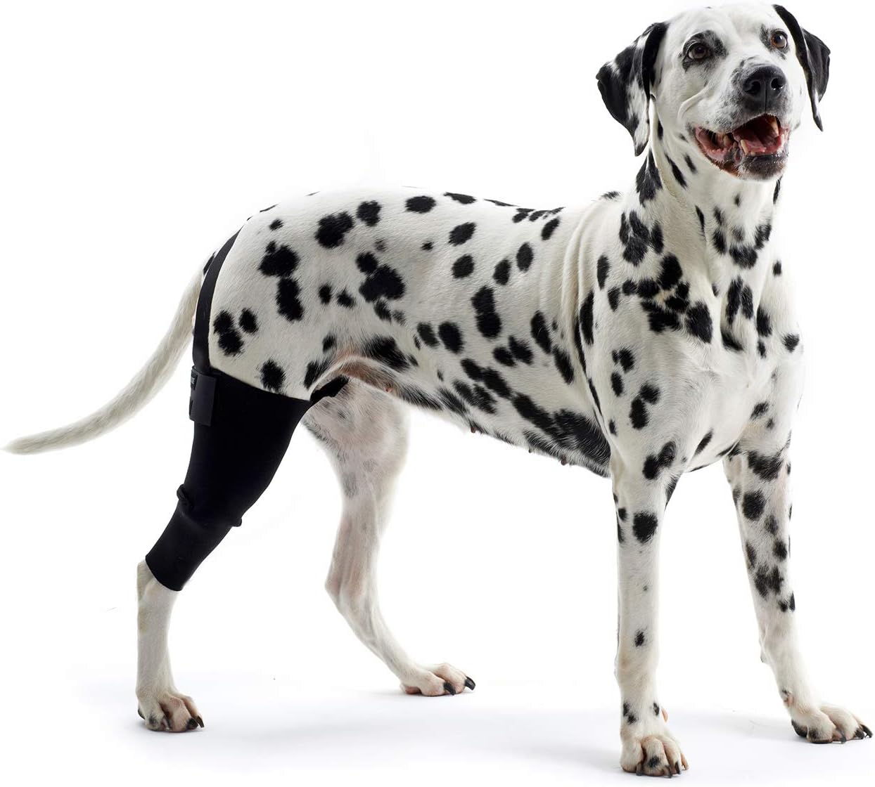 Kruuse Left Rehab Knee Protector for Dogs, Right, Large