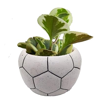 India Meets India Ceramic Football Shaped Planter Pot Flower Pot Handicraft by Awarded Indian Artisan (White, Large)