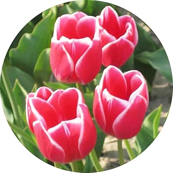 Amazon ãã¥ã¼ãªãã çæ ¹ ã¡ãªã¼ããªã³ã¹ æ°æ½çè²æå