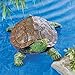 Collections Etc Realistic Garden Turtle Pond & Pool Floater Outdoor Decoration