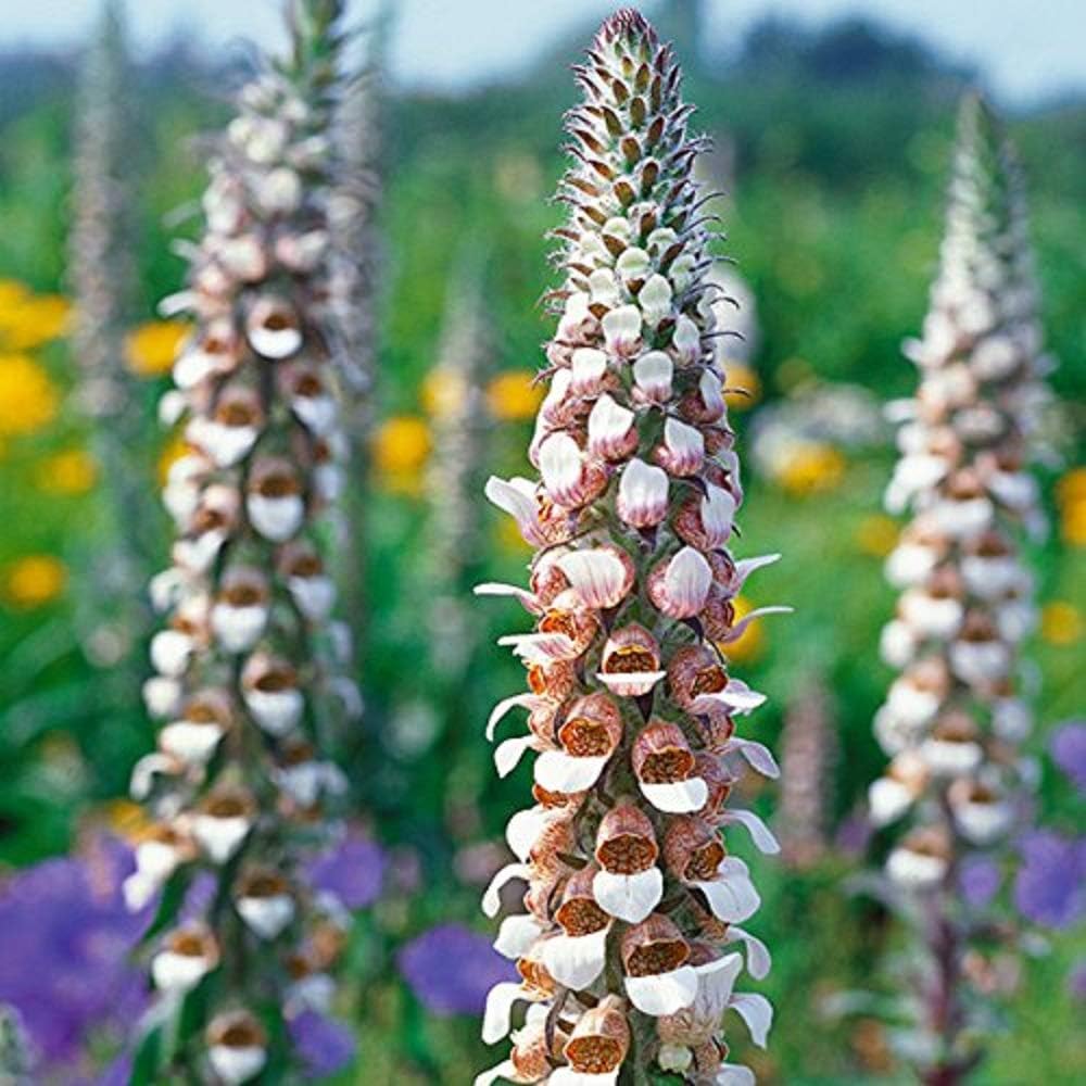 5g 12 500 Seeds Grecian Foxglove Woolly Foxglove Digitalis Lanata Seeds By Pretty Wild Seeds Amazon Co Uk Garden Outdoors