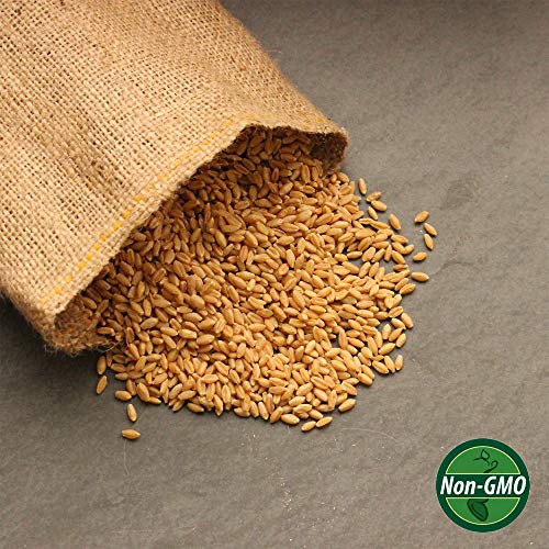 35 Lb Bulk NonGMO Organic Whole Wheat Kernels Hard White Wheat Grain