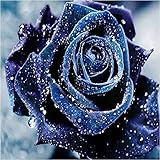 Adarl 5D DIY Full Drill Diamond Painting Rhinestone Floral Cat Pictures of Crystals Kits Arts, Crafts & Sewing Cross Stitch
