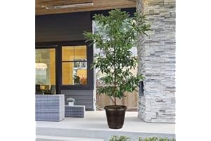 Brighter Blooms - HASS Avocado Tree, 4-5 ft. - No Shipping to AZ and OR