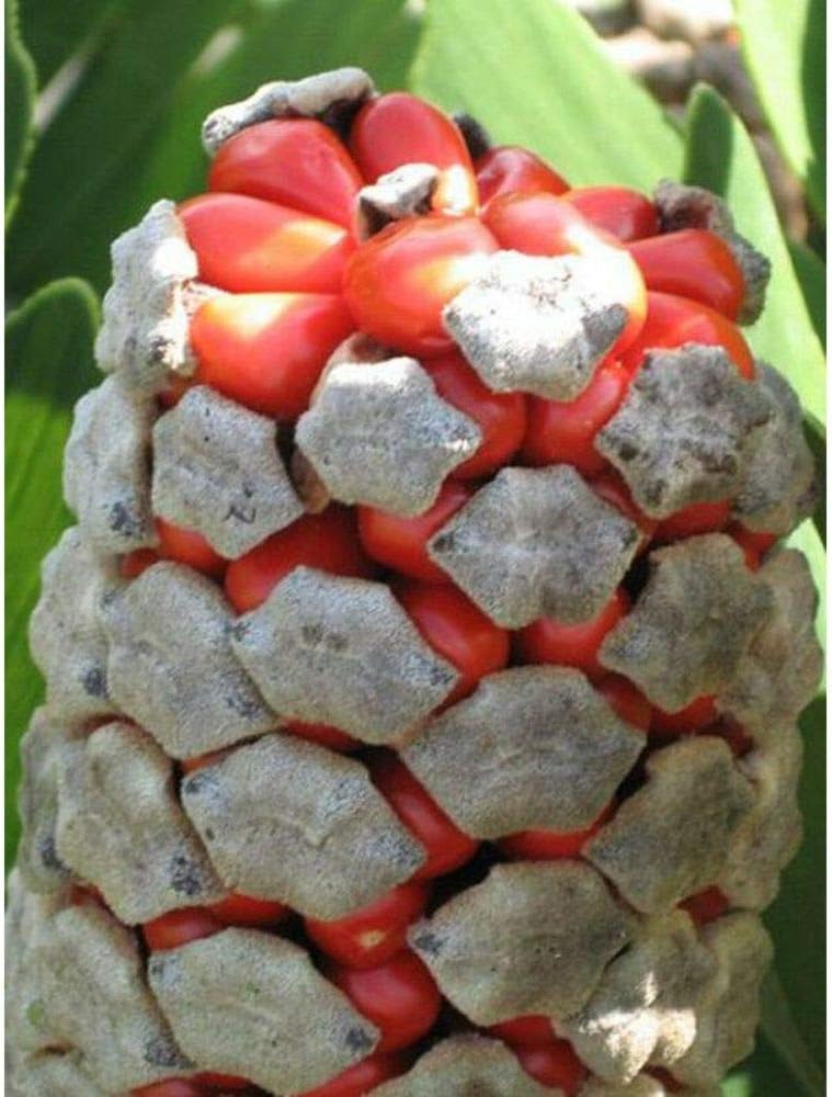 10 Seeds Cardboard Palm Cycad Zamia Furfuracea GBR09