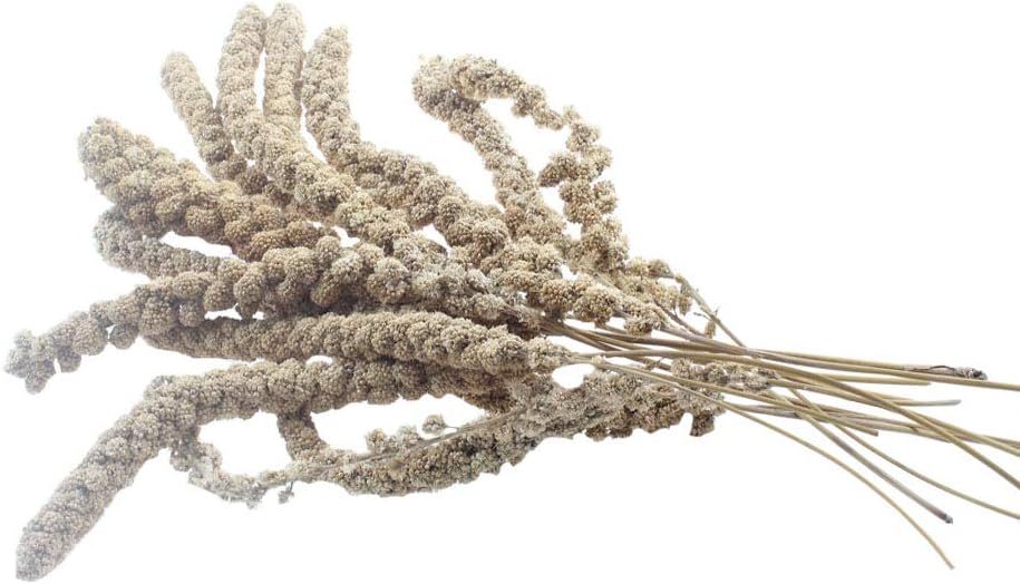 Natural Gold Spray Millet for Birds Hamster Squirrel Small Animals ,12 Count